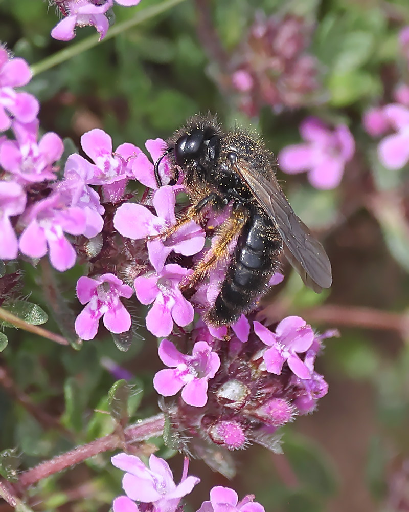 Large shaggy bee